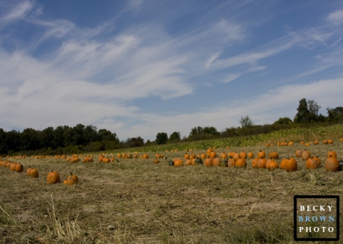 The Pumpkin Patch at the Orchard